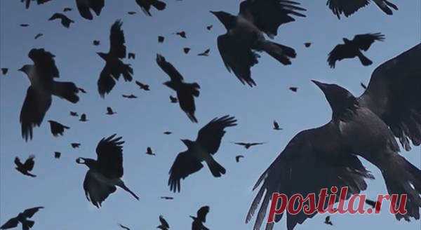 Приключения продолжаются | Я и дача | Яндекс Дзен