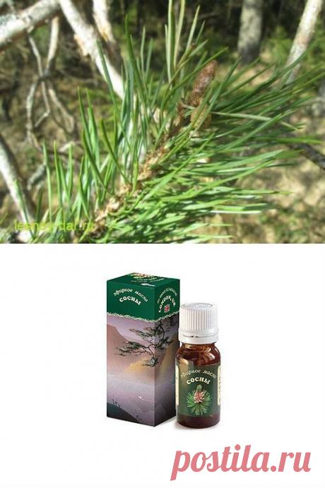 Эфирное масло сосны