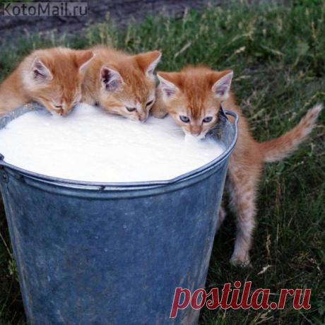 От нашей Бурёнки молоко... Хоть бы не лопнуть...