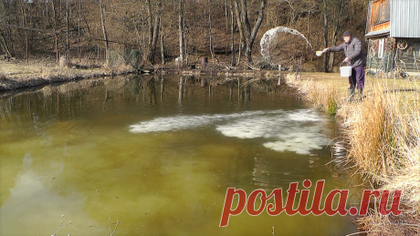 Перед летом, в последний раз известкую свой пруд с рыбой | Хозяйство Воронова | Яндекс Дзен
