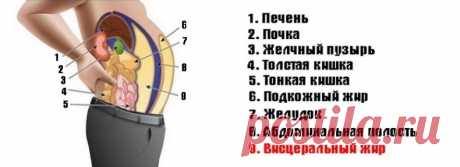 Что такое висцеральный жир и чем он опасен Все больше людей хотят выглядеть подтянутыми и привлекательными, поэтому пытаются всяческими путями избавиться от лишнего жира. Однако ожирение – это не только угроза для вашей внешности, но и серьезный раздражитель для организма.