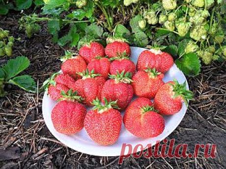 Вкусная клубника: Как поливать клубнику?