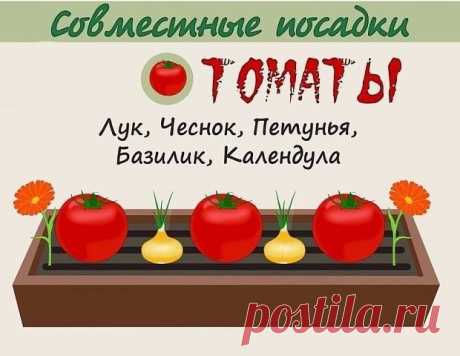 ВЗАИМОВЫГОДНОЕ СОСЕДСТВО ОВОЩЕЙ