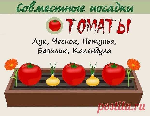ВЗАИМОВЫГОДНОЕ СОСЕДСТВО ОВОЩЕЙ