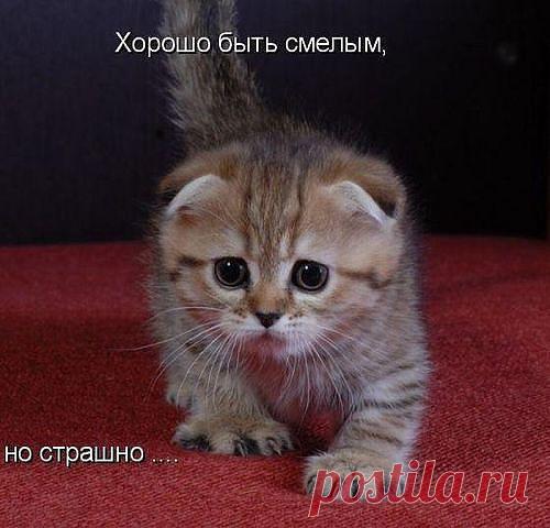 Очень смелый.