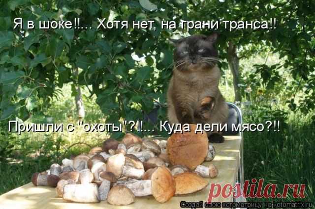 Лучшие котоматрицы недели (50 фото) Классные картинки от сайта Котоматрица.

















































