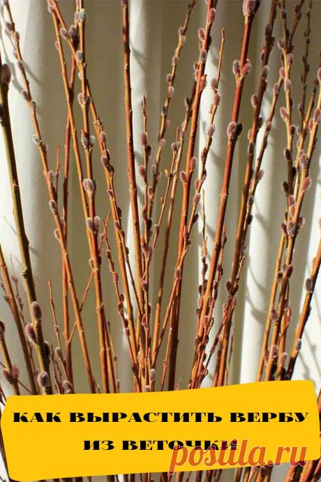 как вырастить вербу из веточки