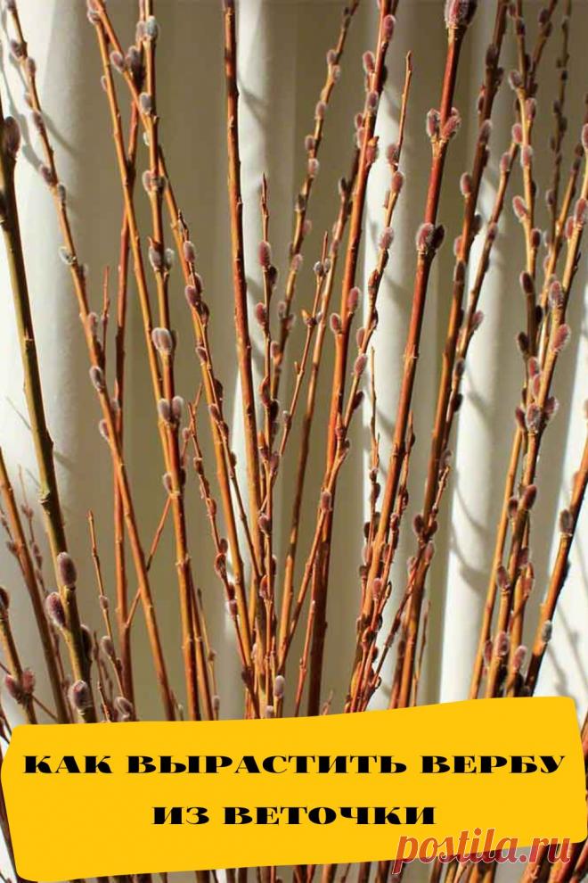 как вырастить вербу из веточки
