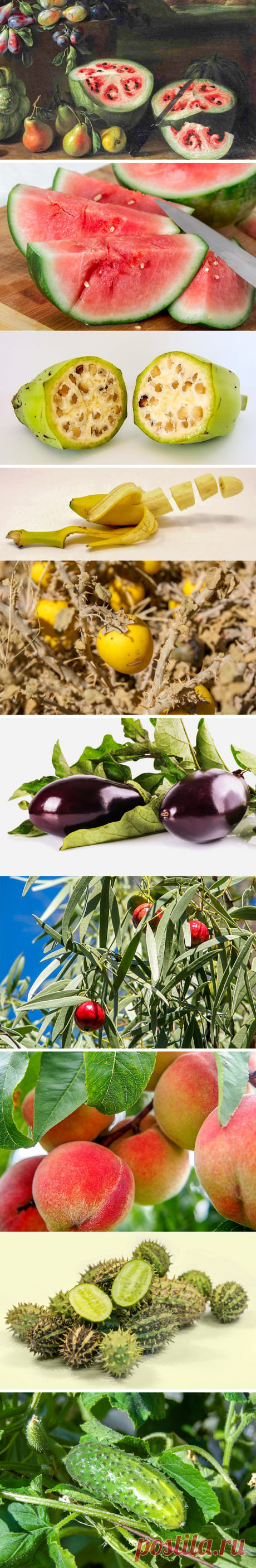 Как выглядели овощи и фрукты в древности (От чего от чего, но от банана мы такого не ожидали)