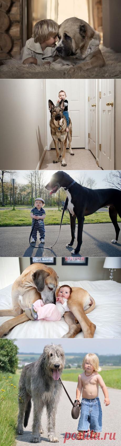 Маленькие дети и их большие собаки