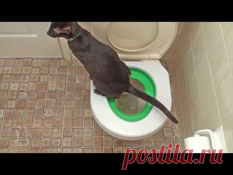 Приучите и вы свою кошку к унитазу! Litter Kwitter в России!