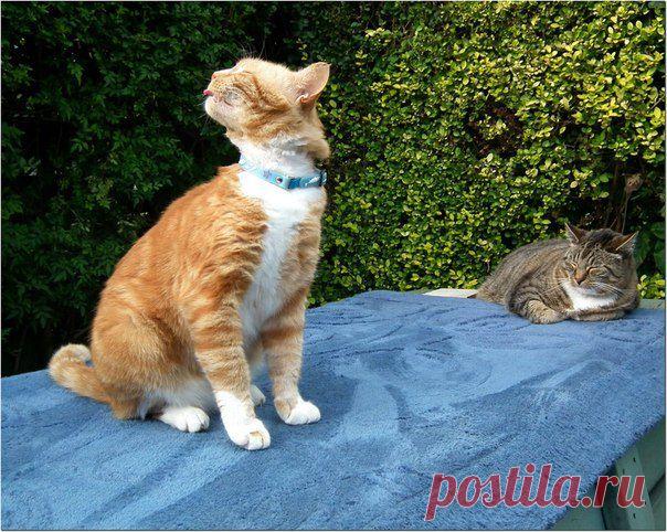 -А я загораю! Бе-бе-бе-бе....