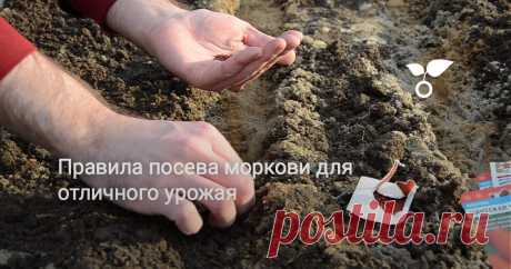 Сегодня поговорим о моркови. А точнее – о правилах высадки семян в открытый грунт весной. Казалось бы, что может быть проще? Сделал бороздки и рассыпал в них семена. Но даже при выращивании такой привычной нам культуры есть свои секреты.