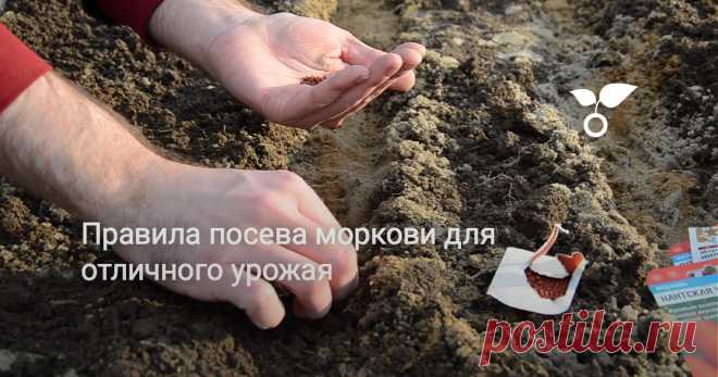 Сегодня поговорим о моркови. А точнее – о правилах высадки семян в открытый грунт весной. Казалось бы, что может быть проще? Сделал бороздки и рассыпал в них семена. Но даже при выращивании такой привычной нам культуры есть свои секреты.