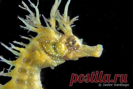 Морской конек довгорилий