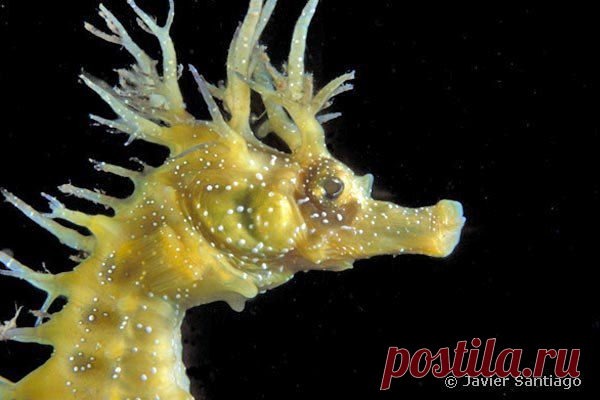 Морской конек довгорилий