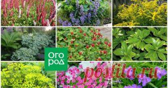 Осторожно! Декоративные растения, которые быстро могут стать сорняками Высаживая новый цветок, мы надеемся, что он будет расти и цвести нам на радость. Увы, некоторые экземпляры развиваются слишком активно и уже скоро начинают вытеснять своих соседей по клумбе.
