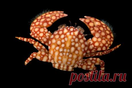 A Violet Spotted Reef Lobster Enoplometopus Debelius At Pure Aquariums Stock Photo | Getty Images