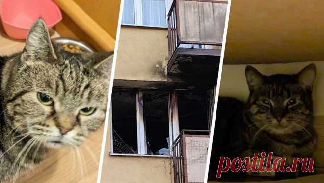 Житель Варшавы спас котов из горящего дома ценой собственной жизни. В Варшаве 60-летний мужчина спас двух своих котов из горящего дома ценой своей жизни. Об этом сообщает Noizz. По информации издания, инцидент произошел 1 марта в многоквартирном доме. В здании произошло возгорание и, по словам соседей, ...