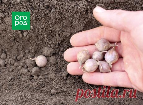 7 способов посадки озимого чеснока | Капуста, лук, чеснок (Огород.ru)