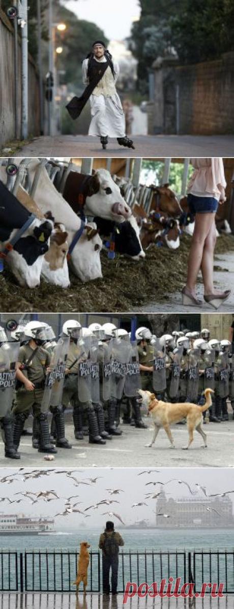 Странные и замечательные фотографии года