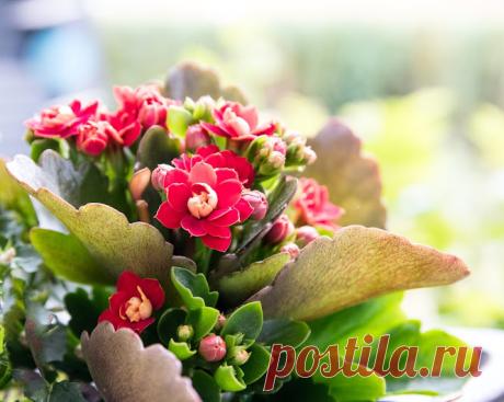Temas, Frases y Mas....: Plantas