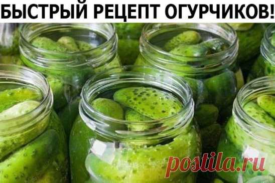 ЛЕТОМ В БАНКУ - ЗИМОЙ НА СТОЛ!
ОГУРЦЫ МАЛОСОЛЬНЫЕ БЫСТРЫЕ!
1 кг огурцов, 10 штук листьев черной смородины, 10 г укропа, 1 долька чеснока, 5 г хрена, 5 г соли, 1 л воды.
Если хотите иметь малосольные огурцы на следующий день, нужно поступить следующим образом. Отобрать мелкие огурцы, тщательно их промыть, обрезать кончики, наколоть вилкой и сложить в эмалированную кастрюлю, пересыпая тертым хреном, чесноком, укропом, листьями смородины. Залить огурцы кипящим рассолом и дать в нем остыть. За сутки