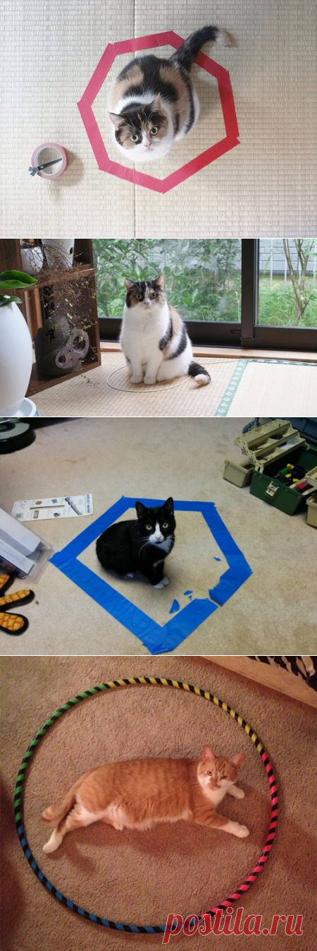 Как обмануть своего кота &raquo; Поржать.ру