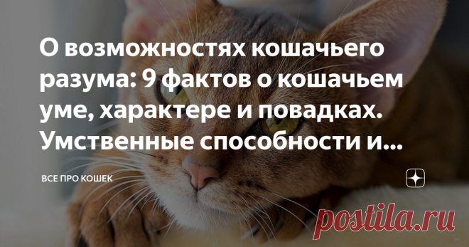 О возможностях кошачьего разума: 9 фактов о кошачьем уме, характере и повадках. Умственные способности и интеллект кошек Мозг по-прежнему остается самым загадочным органом, вызывая огромный интерес ученых. Кроме людей, объектом исследования выступают и наши любимые питомцы.