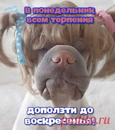 Картинки с понедельником: прикольные и смешные открытки с надписями