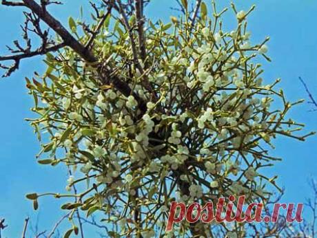 Омела белая лечит гипертонию | Красота и здоровье