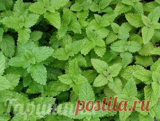 Мелисса лекарственная | Интернет-магазин садовых растений