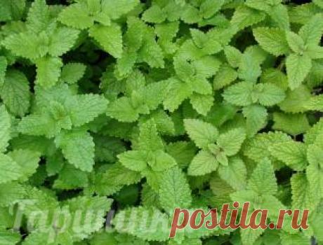 Мелисса лекарственная | Интернет-магазин садовых растений
