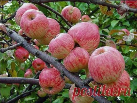 КАК ПРАВИЛЬНО УХАЖИВАТЬ ЗА ЯБЛОНЯМИ, ЧТОБЫ СОХРАНИТЬ И УВЕЛИЧИТЬ УРОЖАЙ ЯБЛОК. 

Затяжная холодно-дождливая весна, традиционные уже заморозки сделали свое черное дело - яблок завязалось негусто. Хуже всего то, что этот жиденький урожай легко потерять. Но можно и наоборот - увеличить.

Поддерживающая терапия

В первую очередь надо «запустить корни» и кору яблонек. Все это сделать до примитивного просто. «Разогреваем кору» бороздованием. Прорезаем кору на ветвях и стволе вдо...