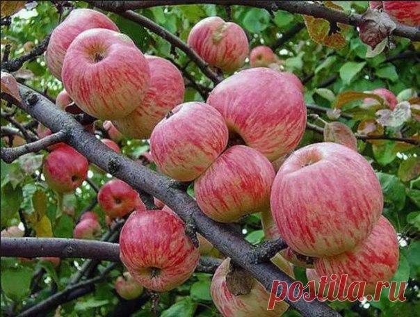 КАК ПРАВИЛЬНО УХАЖИВАТЬ ЗА ЯБЛОНЯМИ, ЧТОБЫ СОХРАНИТЬ И УВЕЛИЧИТЬ УРОЖАЙ ЯБЛОК. 

Затяжная холодно-дождливая весна, традиционные уже заморозки сделали свое черное дело - яблок завязалось негусто. Хуже всего то, что этот жиденький урожай легко потерять. Но можно и наоборот - увеличить.

Поддерживающая терапия

В первую очередь надо «запустить корни» и кору яблонек. Все это сделать до примитивного просто. «Разогреваем кору» бороздованием. Прорезаем кору на ветвях и стволе вдо...