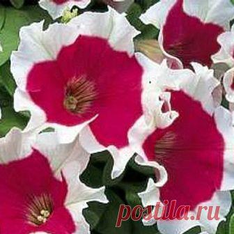 Петуния крупноцветковая Хулахуп Rose 10 шт