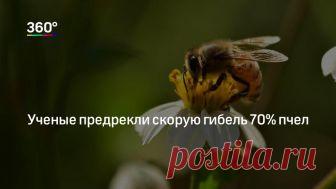 Ученые предрекли скорую гибель 70% пчел Повышение средней температуры климатической системы Земли вызовет массовую гибель пчел на всех континентах, где они существуют. Соответствующее исследование провели экологи, сообщил журнал Functional …