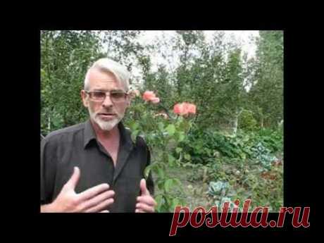(112) Размножение гортензии зелёными черенками - YouTube