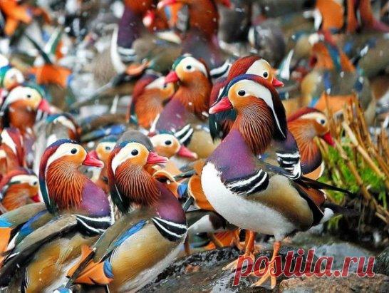 Утки-мандаринки на реке Канагава в Тоттори, Япония