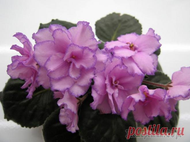 Размножение фиалок листом