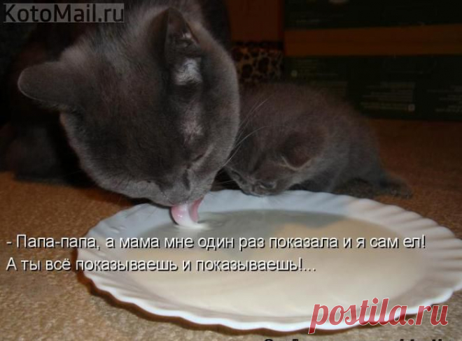 Показываешь и показываешь. | KotoMail.ru