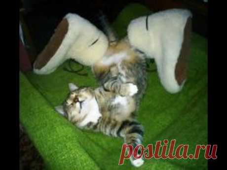 Невероятно смешные спящие кошки/Incredibly funny sleeping cat - YouTube
