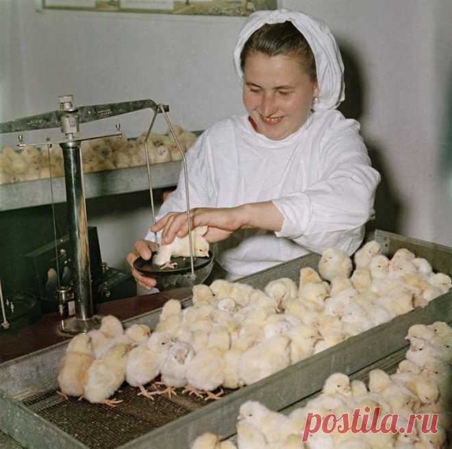 Советские лица в фотографиях Семена Фридлянда / Назад в СССР / Back in USSR
