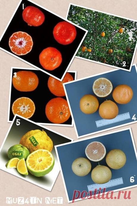 Цитрусовые Про которые Вы не Знаете.