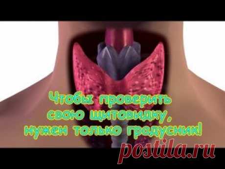 Как проверить щитовидную железу дома »
