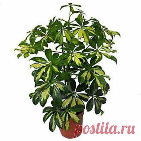 Шефлера и Спатифиллум | Самоцветик