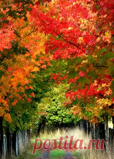 drxgonfly:  autumn brilliance (by artistgal)