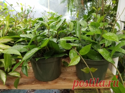 Хойя макрофилла: выращивание, правила ухода, описание видов — Альбомаргината, Macrophylla Variegata, Сплеш, Пот оф голд, Бай Бир Selo.Guru — интернет портал о сельском хозяйстве