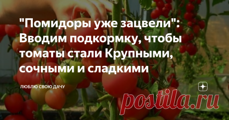 "Помидоры уже зацвели": Вводим подкормку, чтобы томаты стали Крупными, сочными и сладкими Вырастить вкусные помидоры на своем участке – задача непростая, но реальная. Для этого необходимо не только выбрать качественные сорта, но и не забывать правильно подкармливать культуру дополнительными удобрениями.
Фото из открытого источника Яндекс, без рекламных целей. В качестве примера
Сделать томаты сладкими и сочными помогут несложные домашние подкормки, которые я уже несколько лет подряд