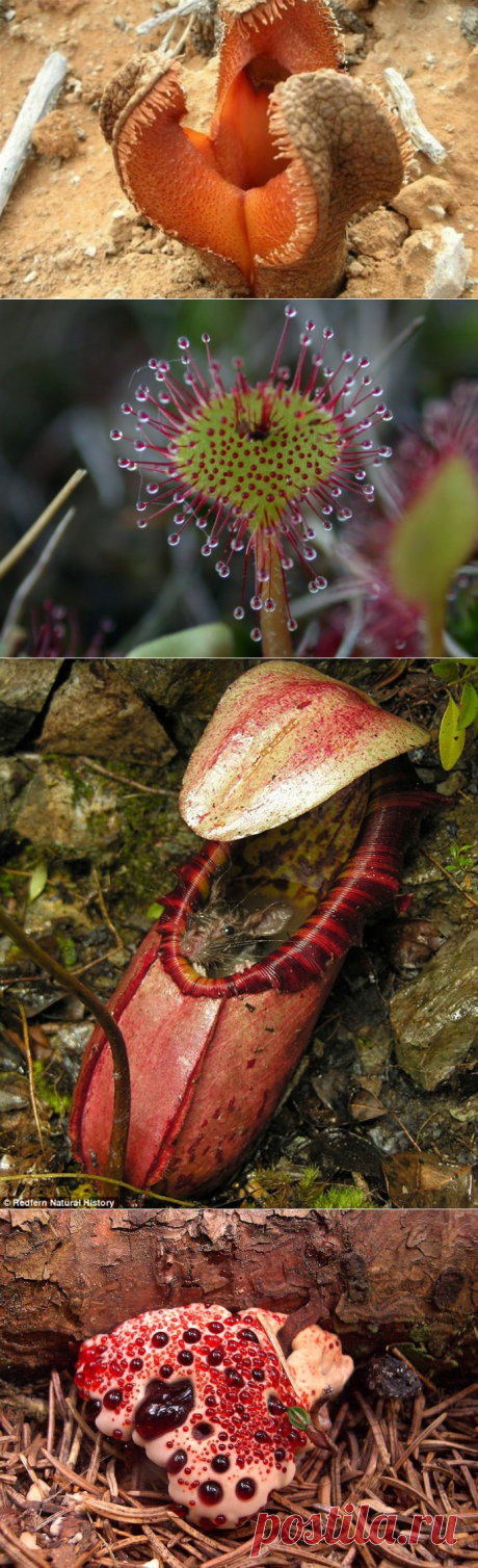 Растения, поражающие воображение — Наука и жизнь